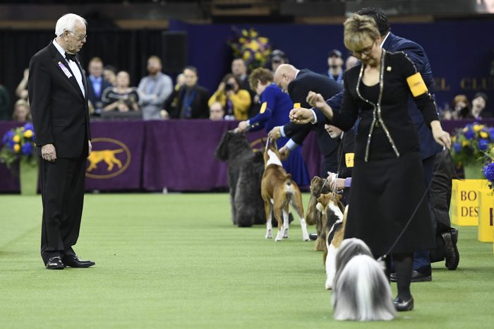 westminster dog show