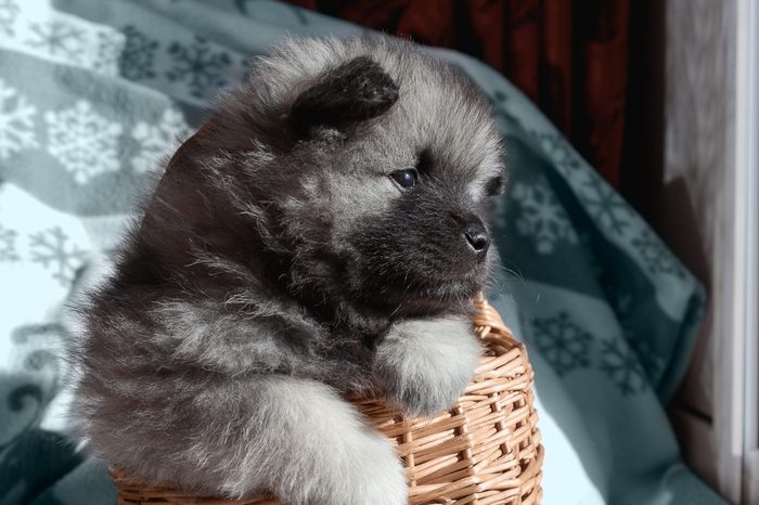 Keeskhond puppy in a basket looks out the window