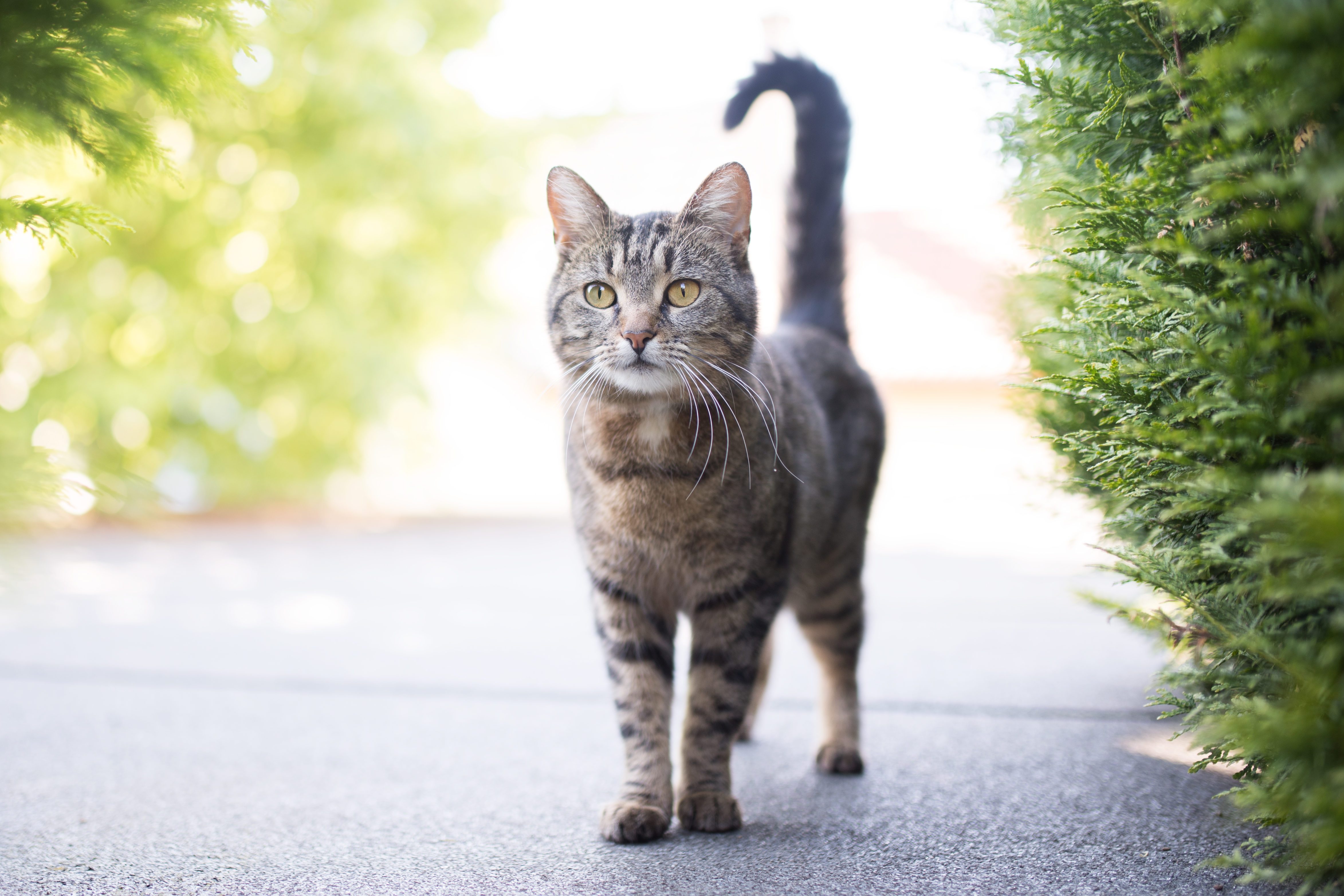 question mark tail cat