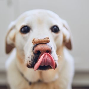 dog treat