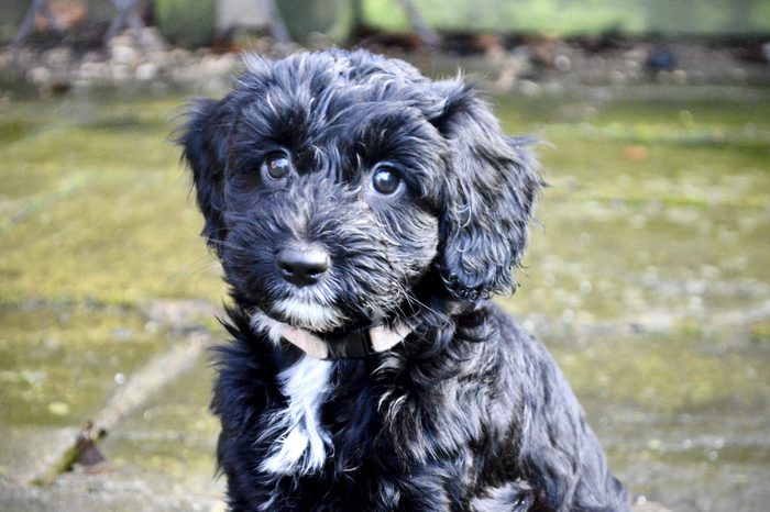 8 week old Cockapoo puppy