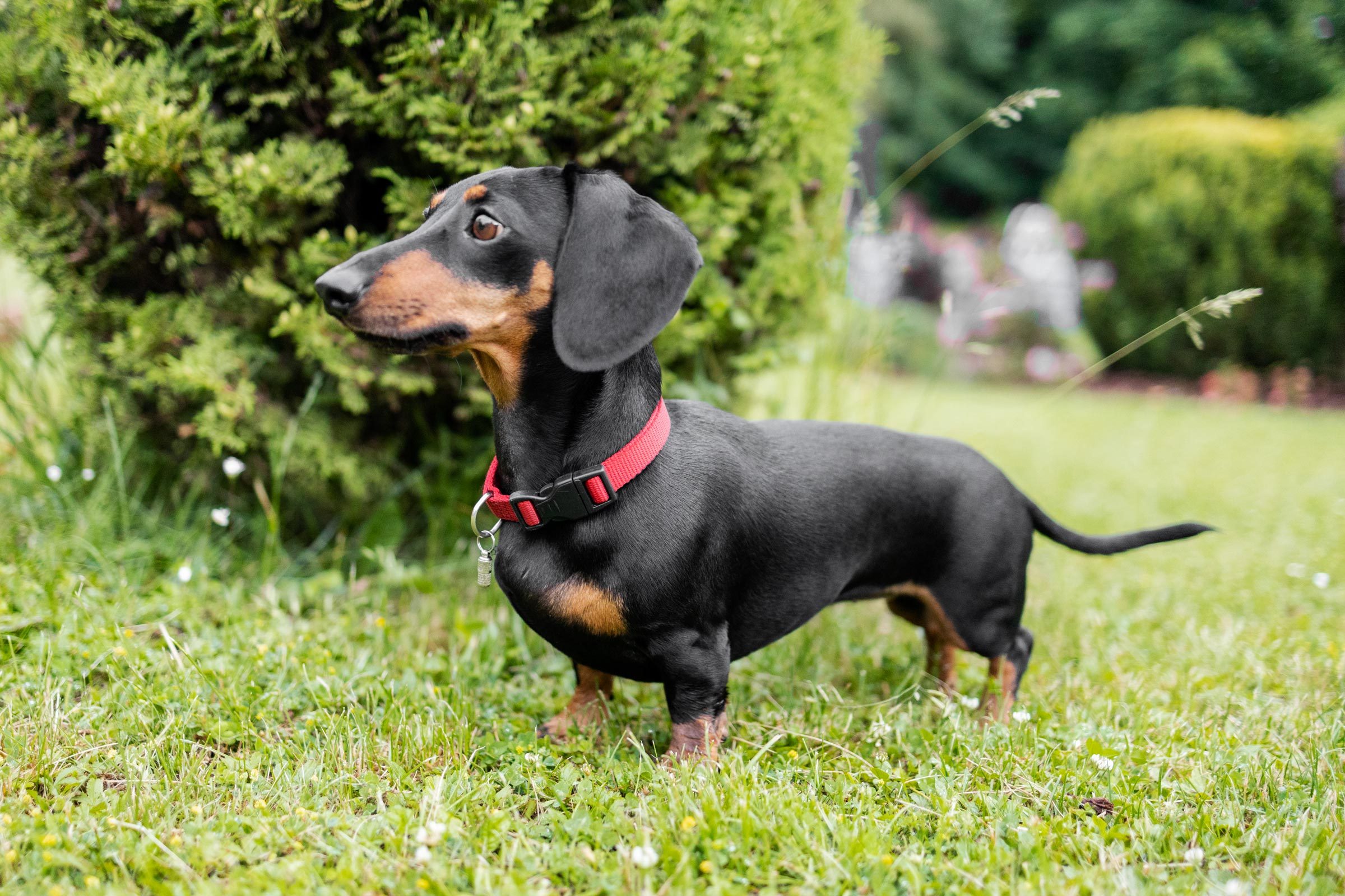 Dachshund in the garden