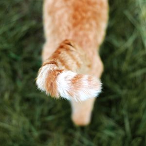 cat tail