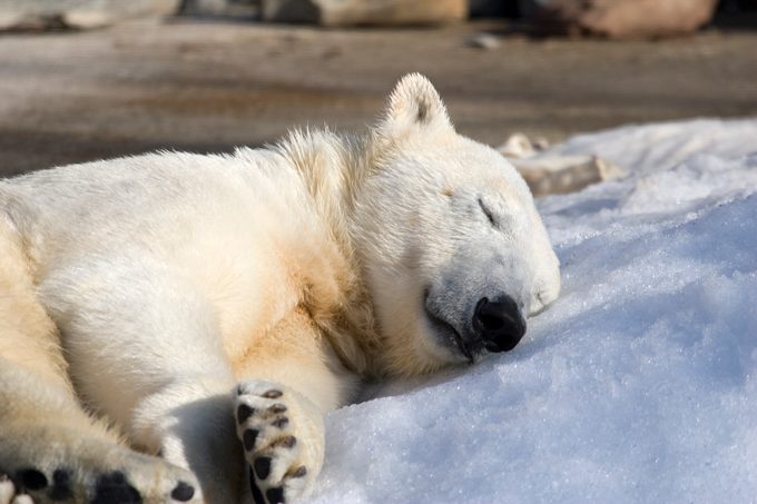 polar bear sleeping