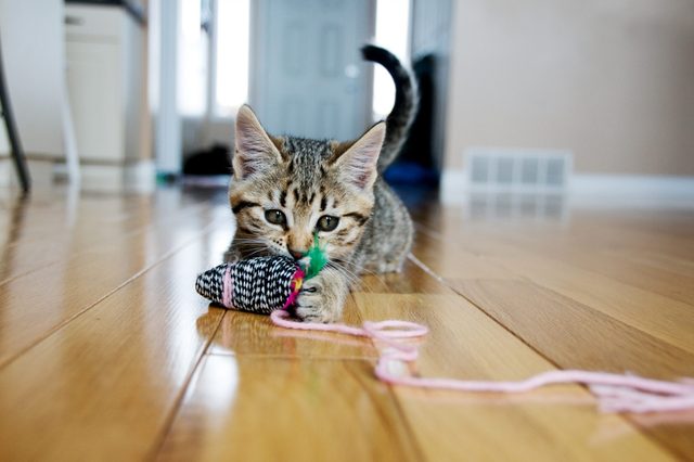 cat playing with toy