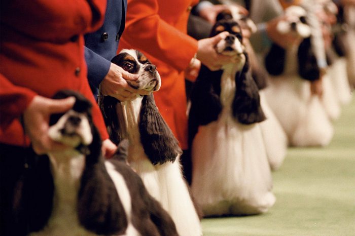 westminster dog show