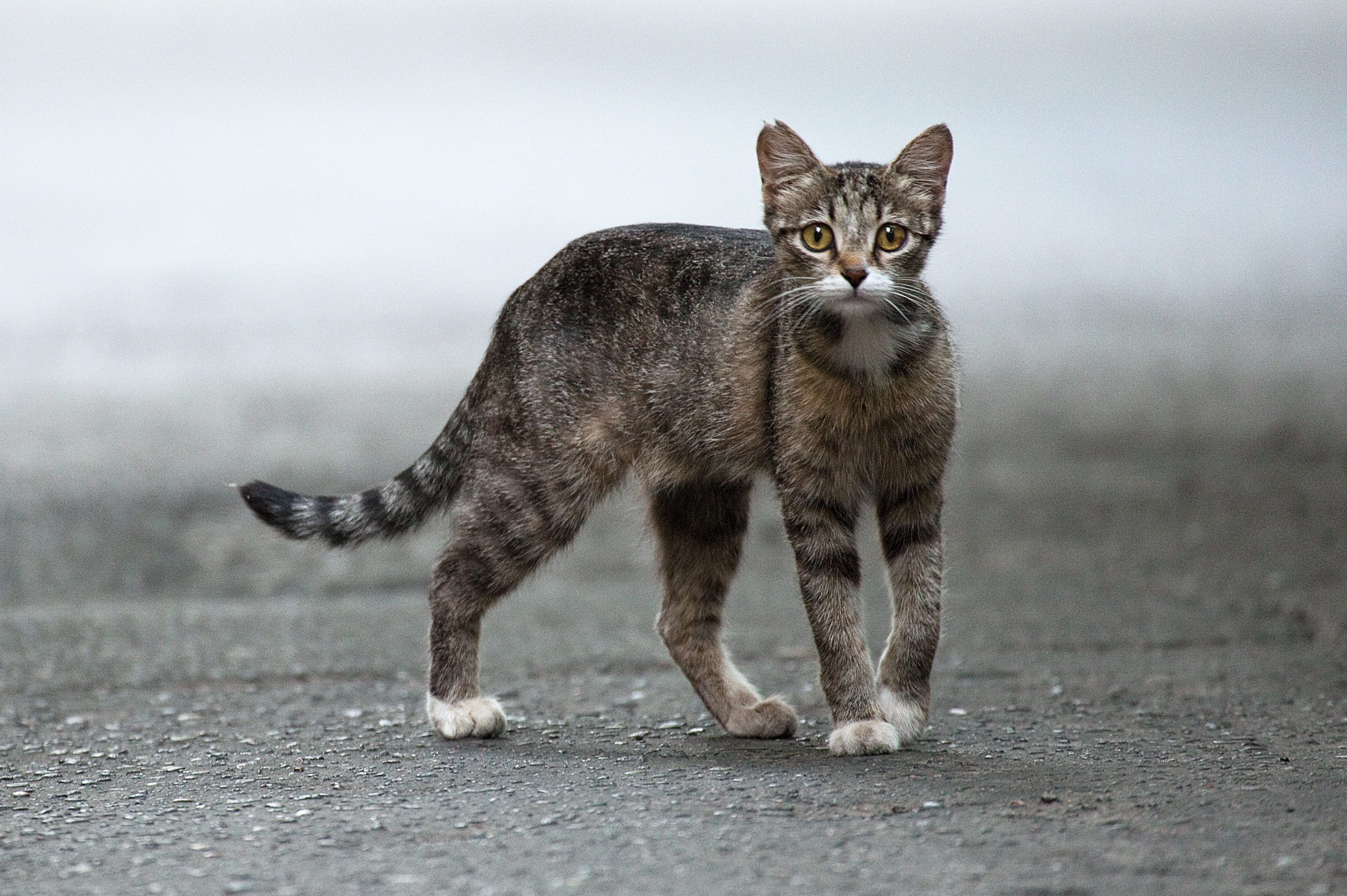 Feral vs. Stray Cat: Here’s How to Tell the Difference