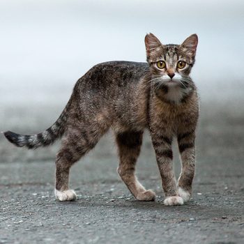 stray cat feral cat