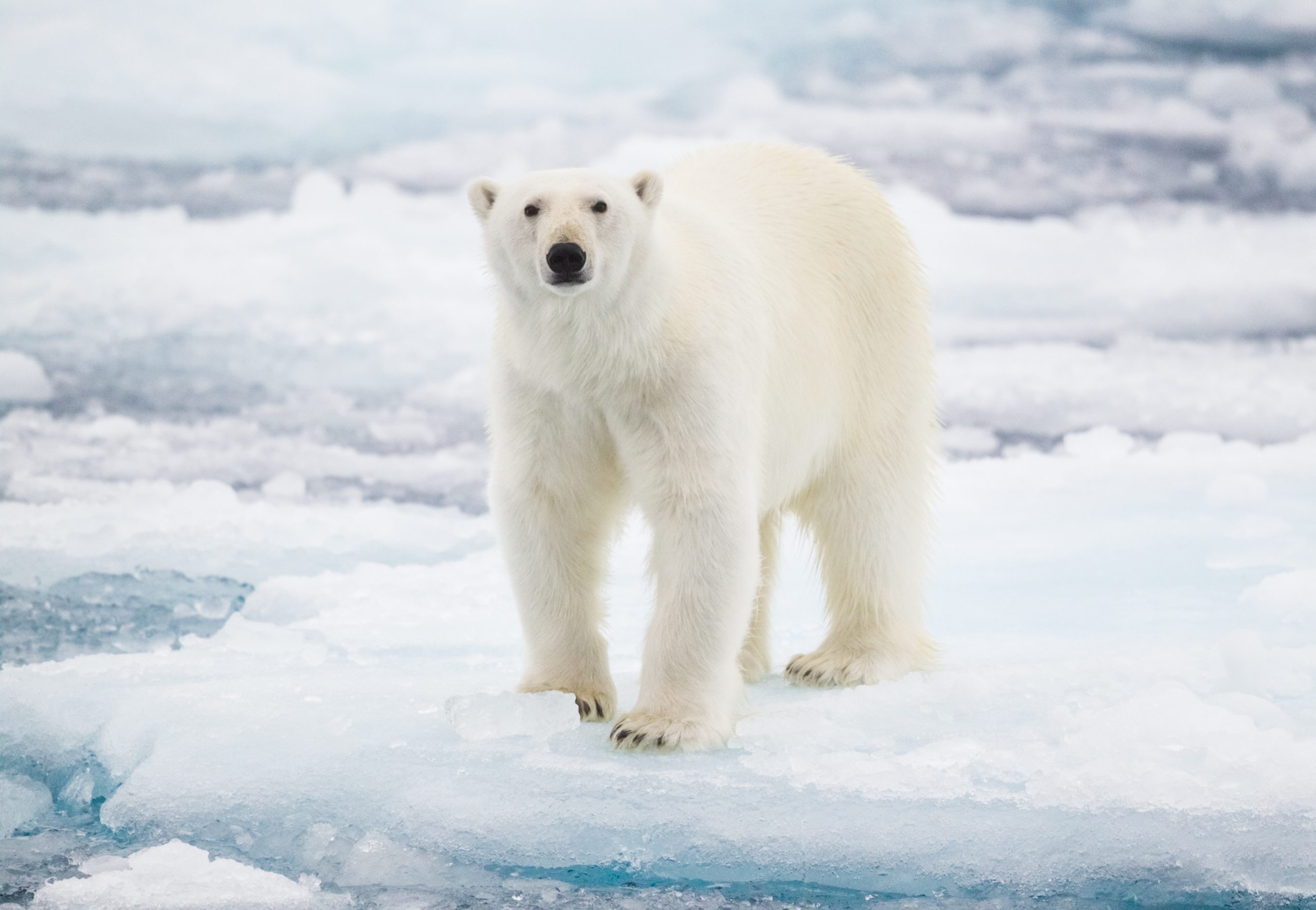 Why Do Polar Bears Need Ice to Survive?