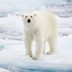 Why Do Polar Bears Need Ice to Survive?