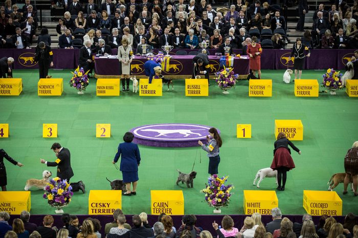 westminster dog show rin madison square garden