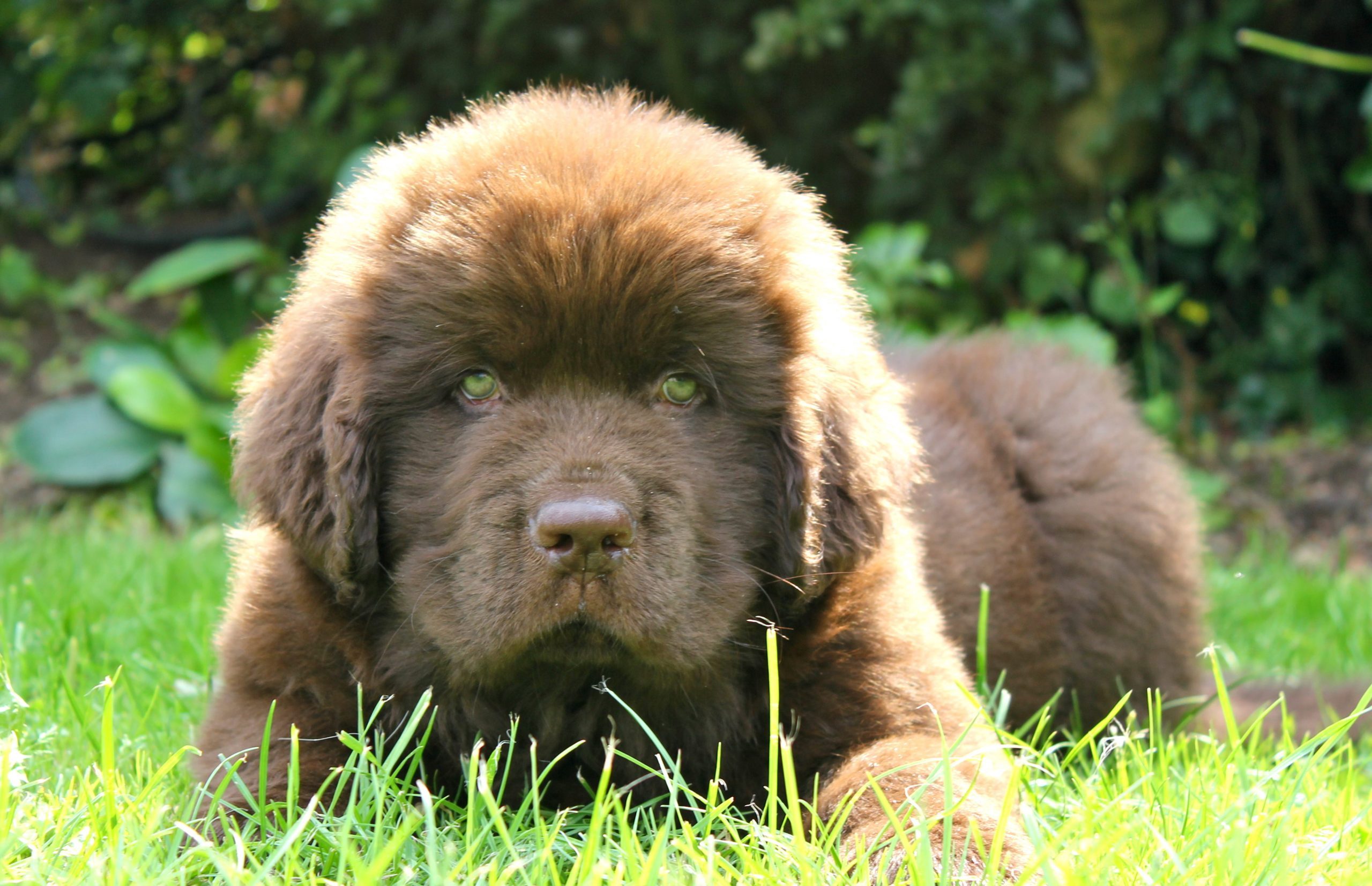 Newfoundland Puppy brown at 10 weeks old