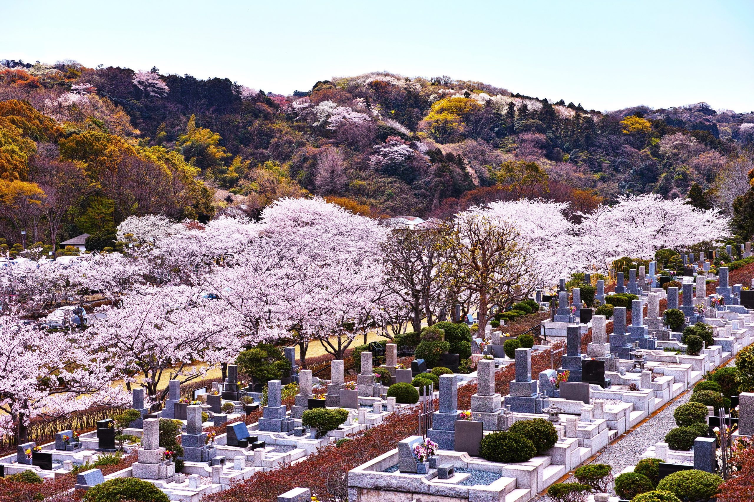 shunbun no hi japan spring celebration, Park cemetery in the spring, cherry blossoms are in bloom