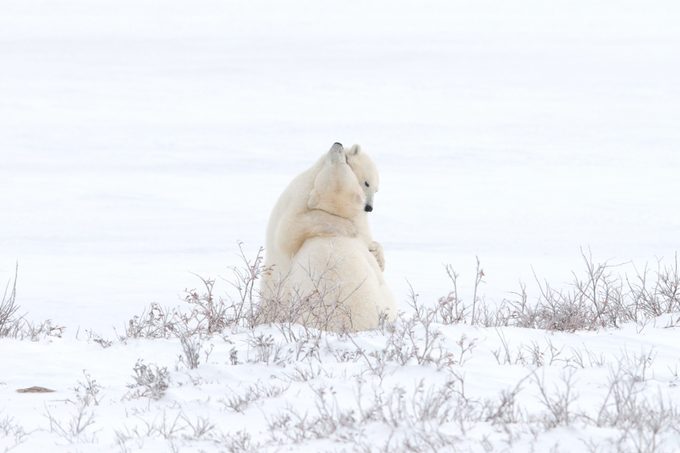 polar bear love