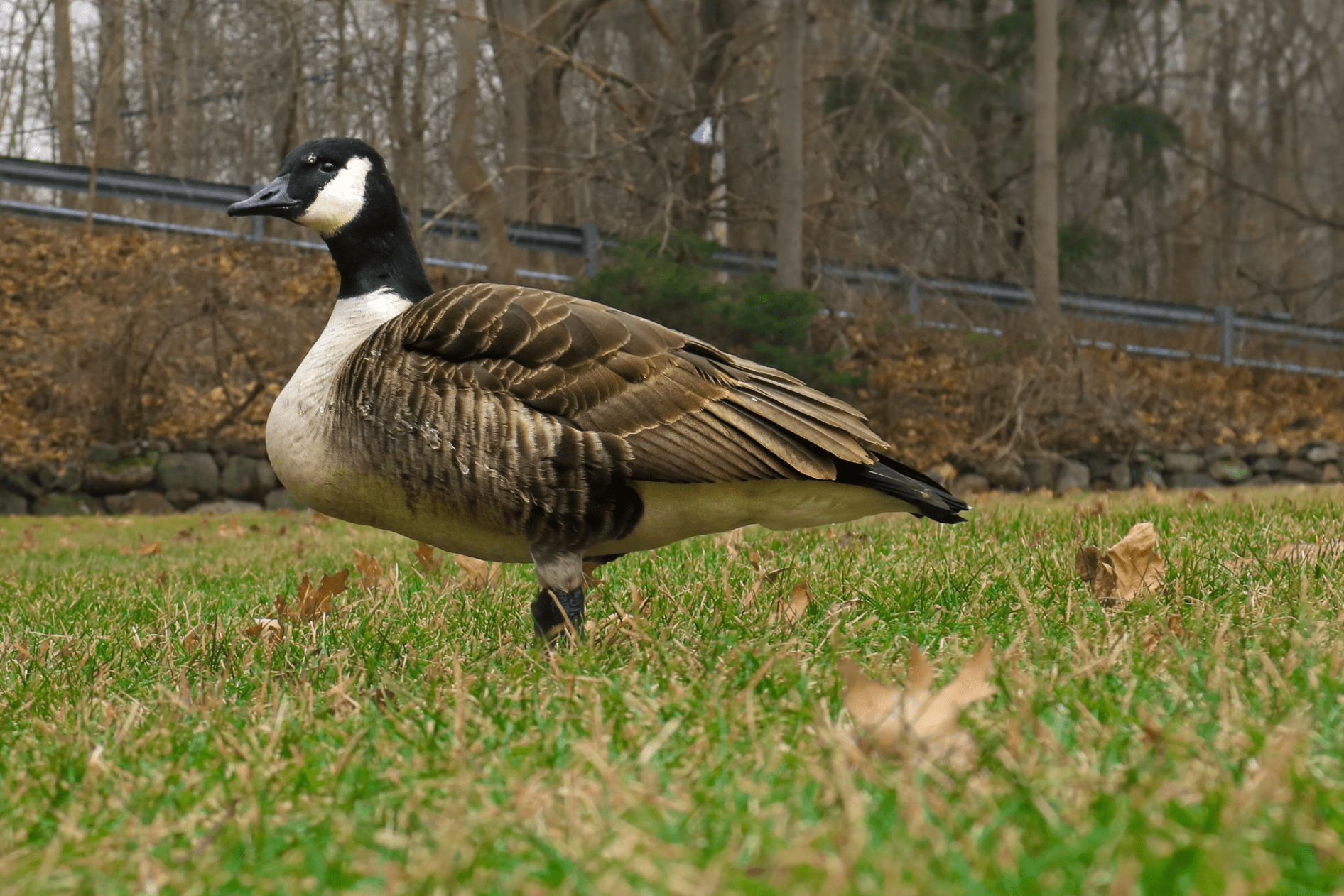 family raised goose peeper returned after 20 years