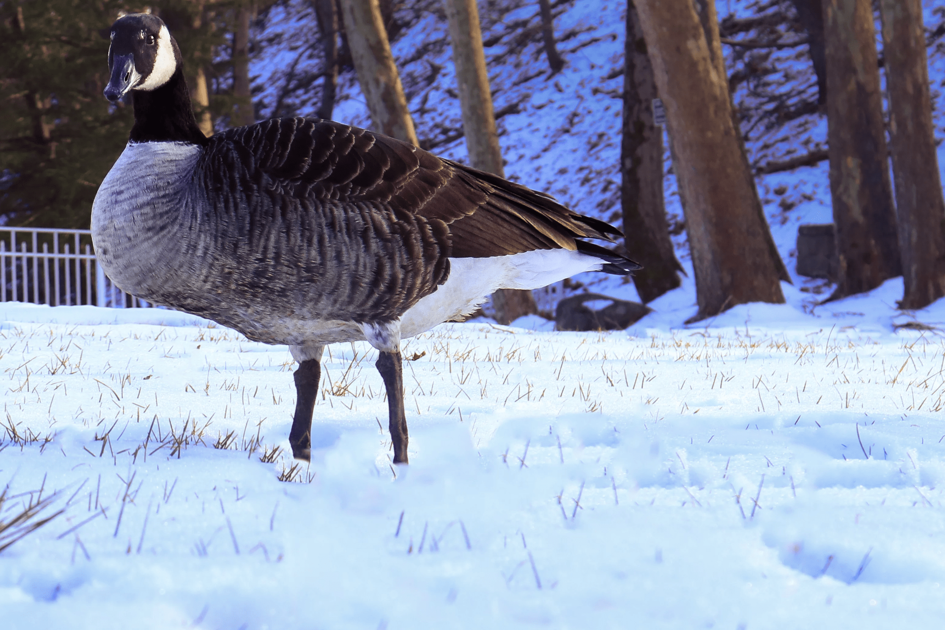 family raised goose peeper returned after 20 years