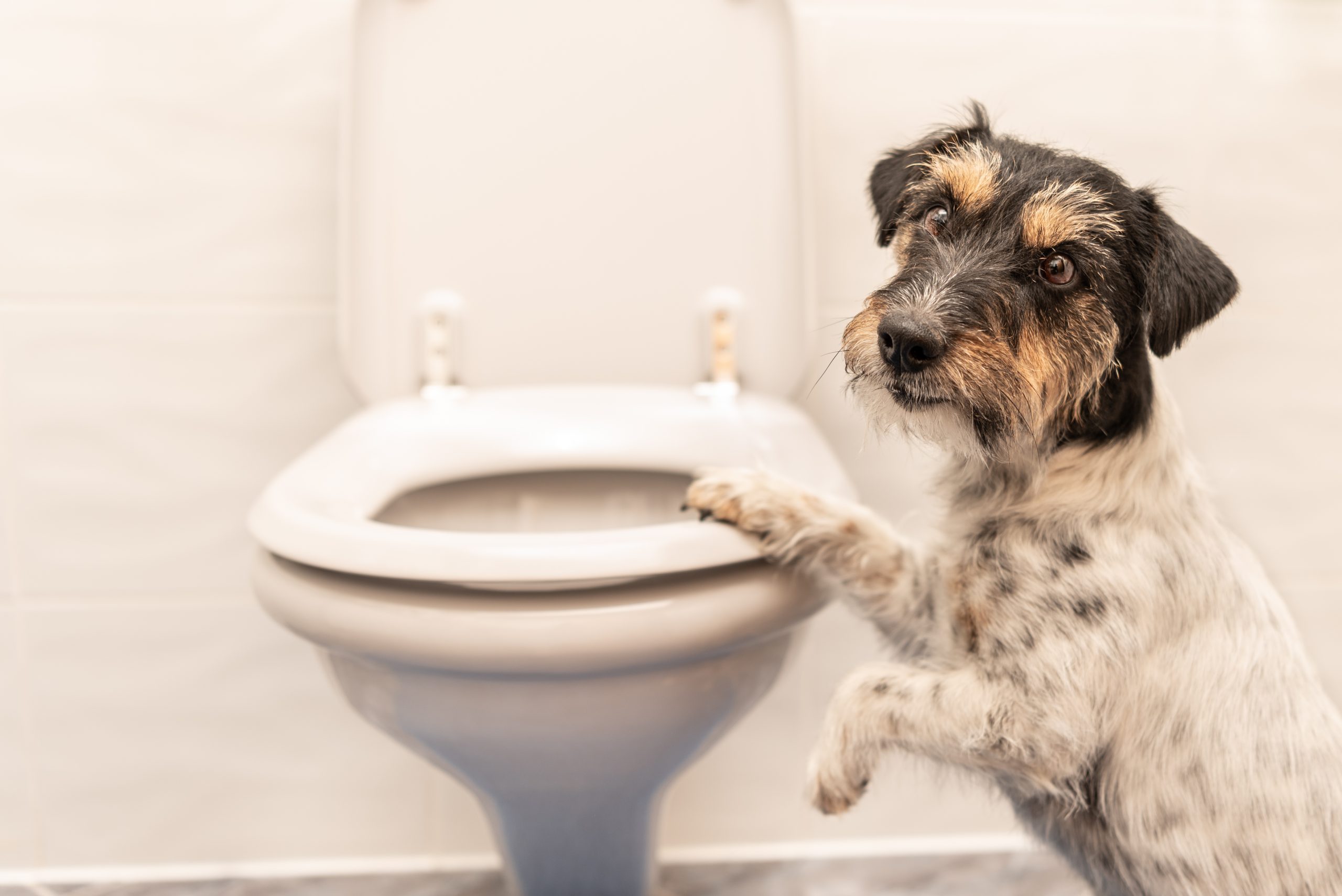 Is It Bad for Dogs to Drink Toilet Water?