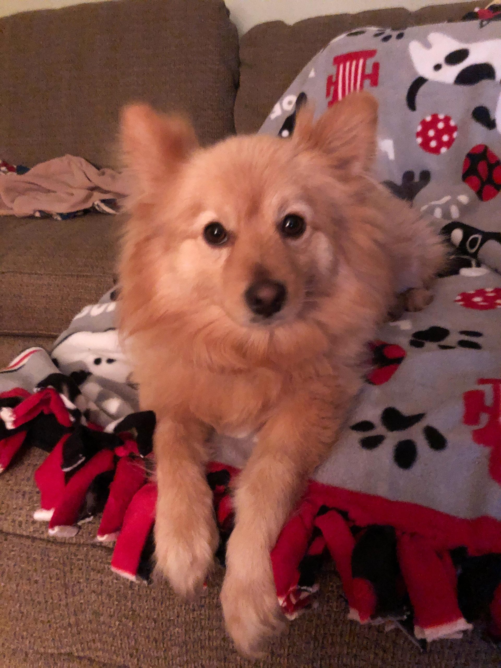 luke pomeranian on the couch