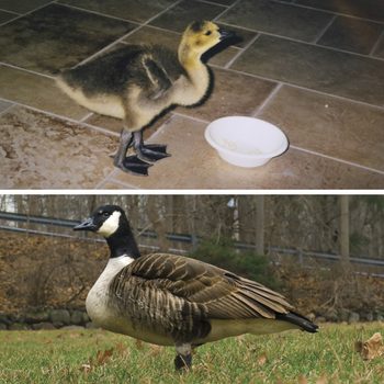 family raised goose peeper returned after 20 years