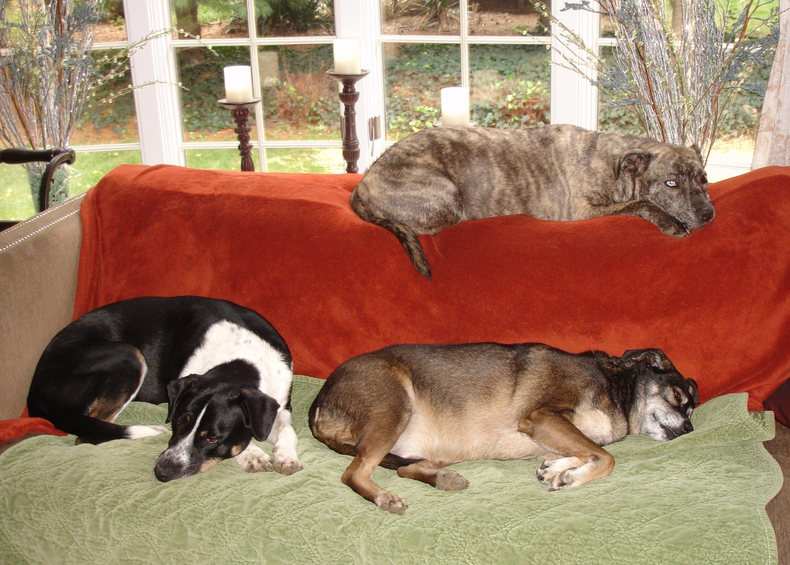 three dogs on a couch