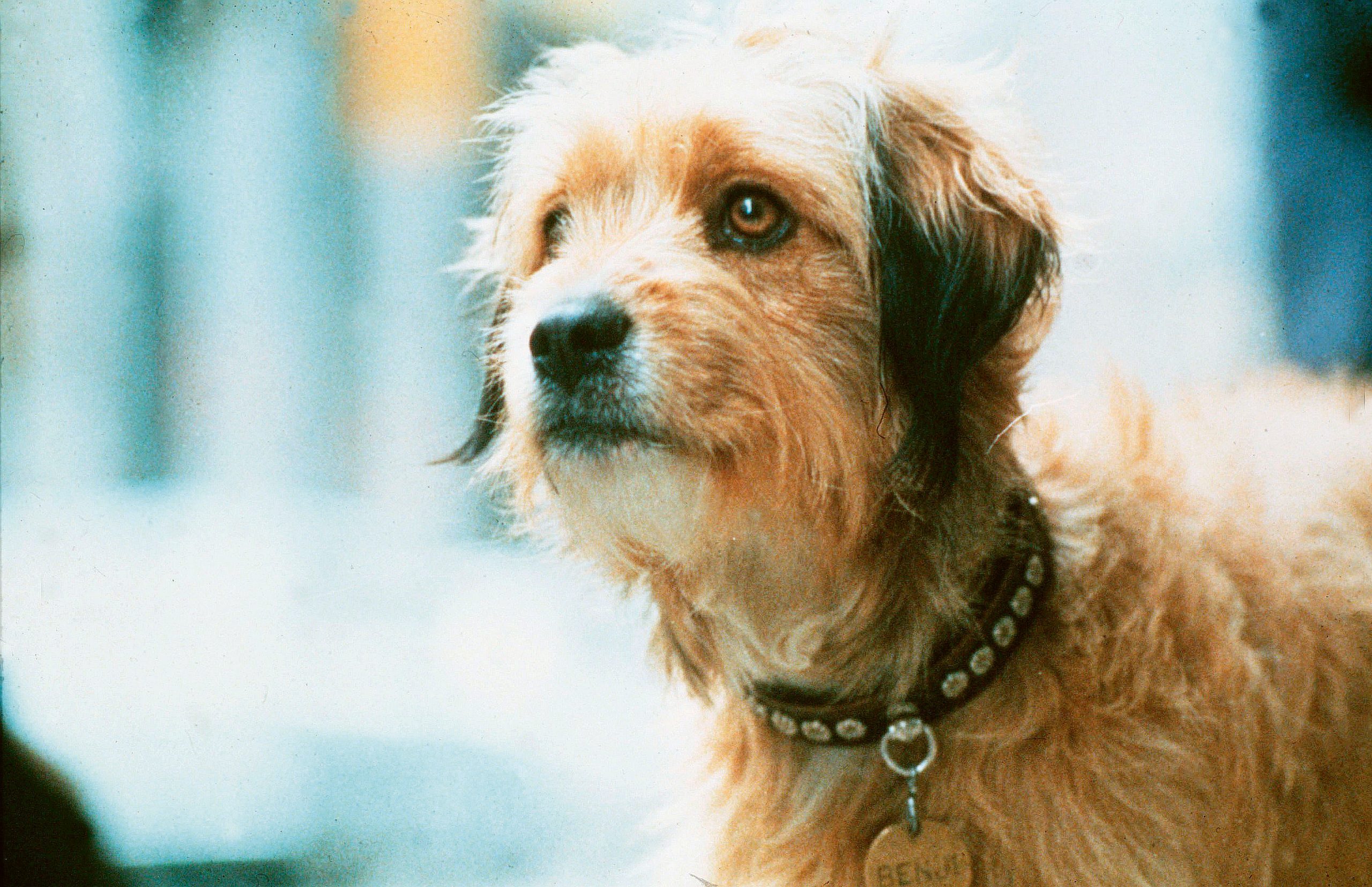 benji dog movie still