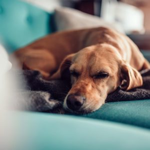 Dog sleeping on a sofa