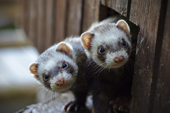 Two ferrets looking out of their wooden house