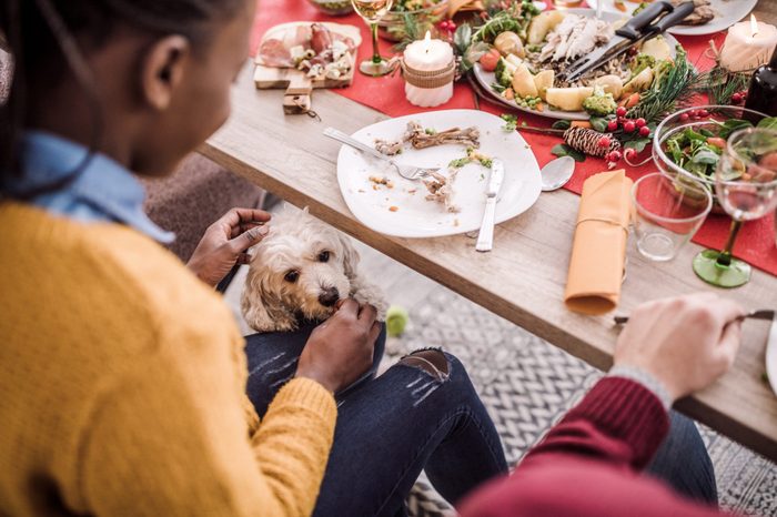 Cute Puddle Waiting For Leftovers Under Table