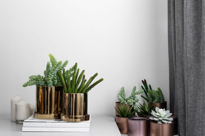 Composition of gold mirror ceramic pots with artificial plants inside setting on minimal books and group of copper aluminium pots in natural light setting scene / cozy interior concept / decoration