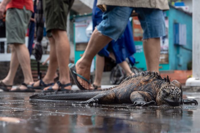 Nature and Human Lives Seek Equilibrium In Galapagos