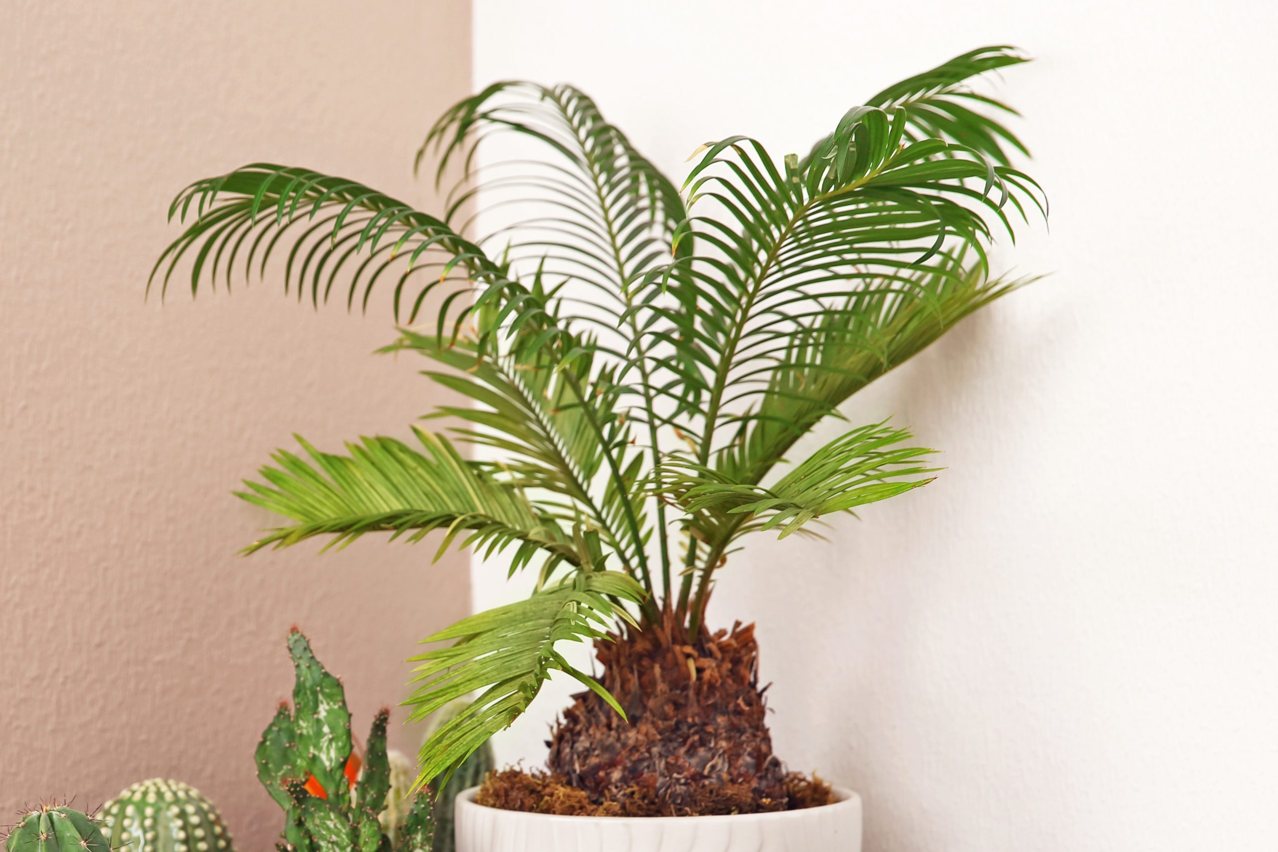 Table with beautiful cacti and Sago palm indoors