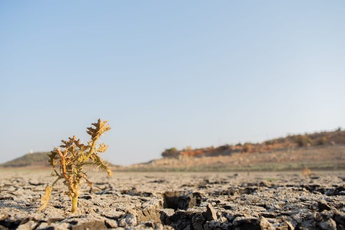 Dead Trees in the a dried up empty reservoir or dam during a summer heatwave, low rainfall and drought in north karnataka,India