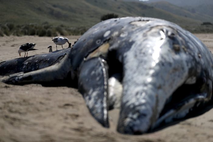 Scientists Examine 13th Dead Whale To Wash Up In Bay Area In 2019
