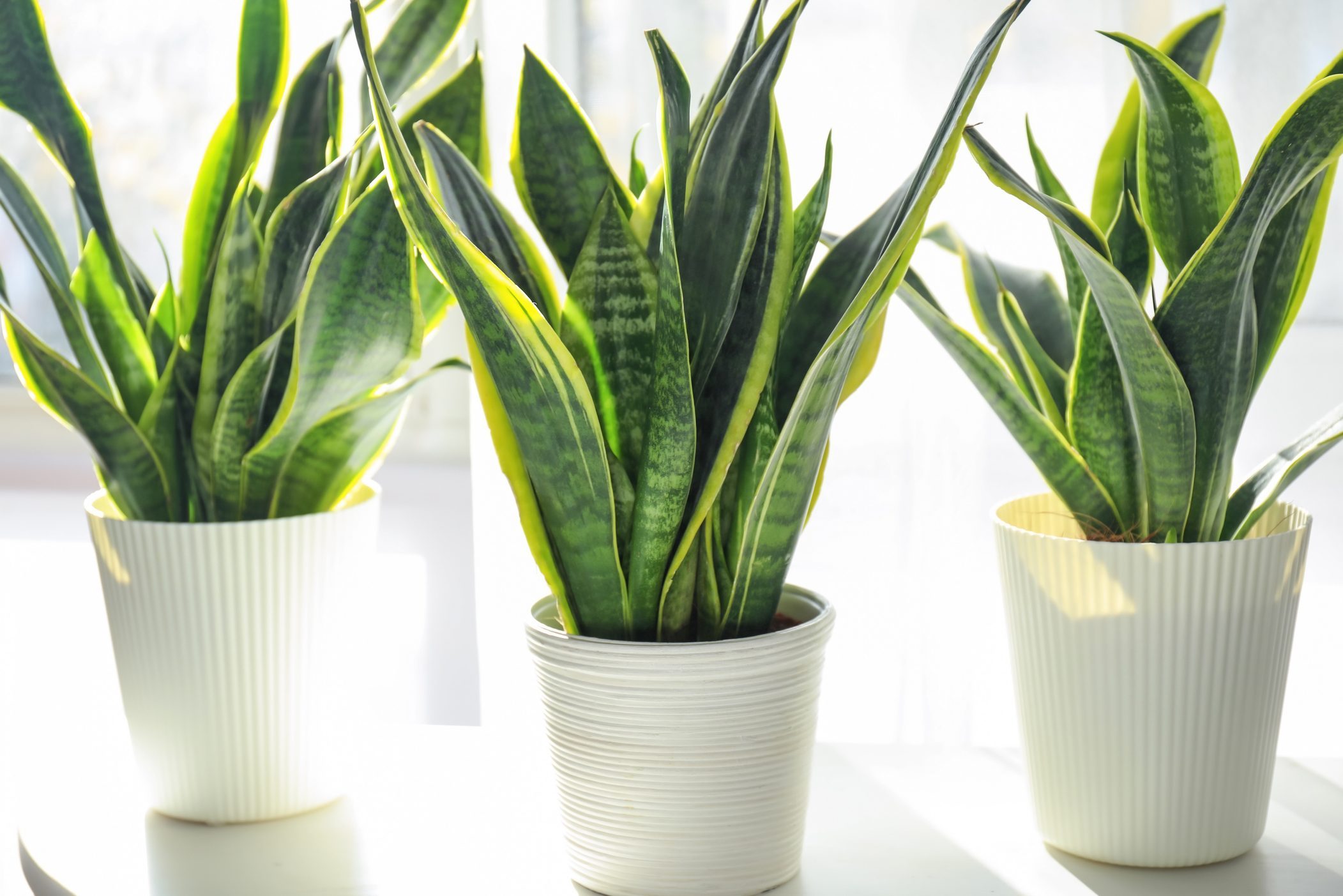 Decorative sansevieria plants on white table