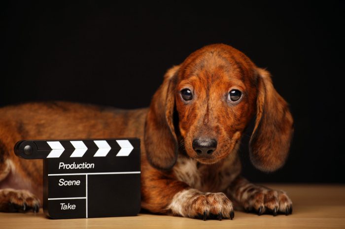 puppy portrait clapper board table