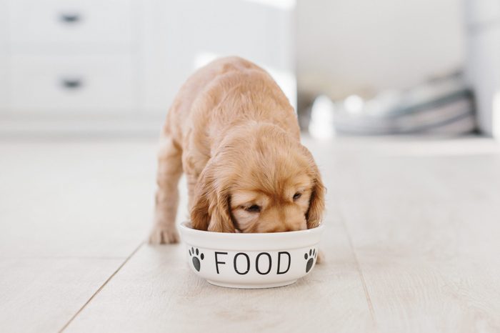 English cocker spaniel puppy eating dog food