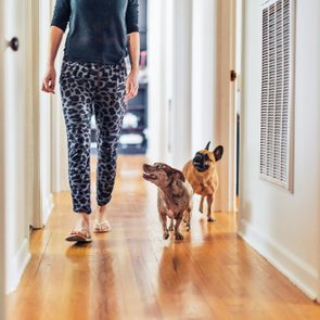 dogs following their owner in house