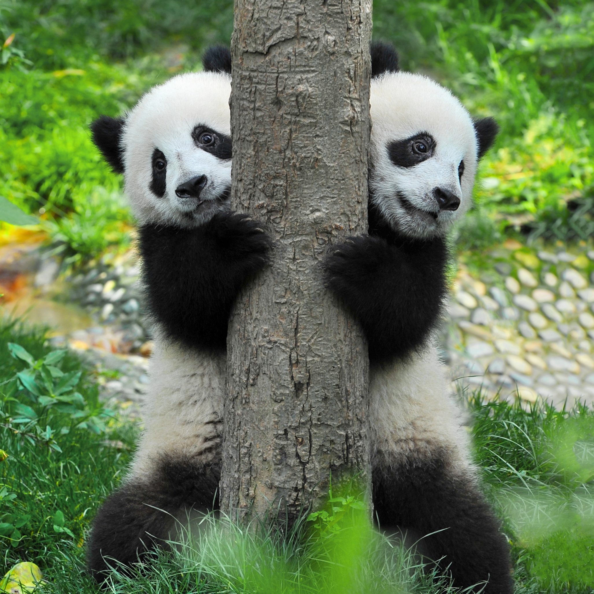 giant pandas language