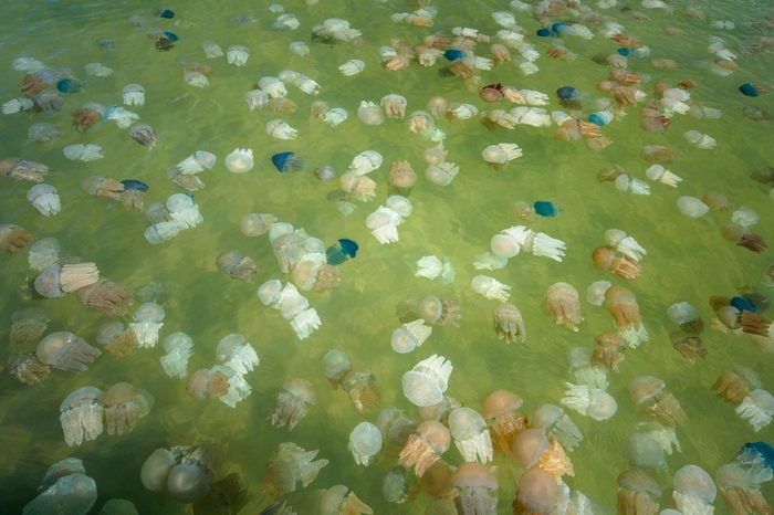 colourful jellyfish in the sea