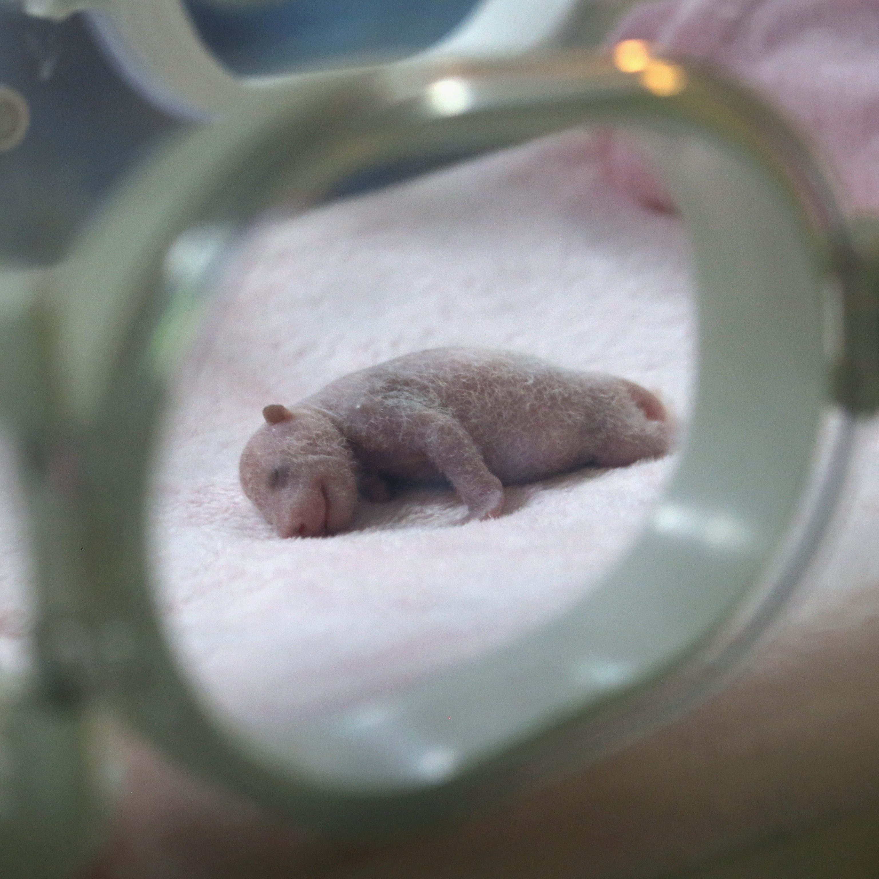 baby newborn giant panda