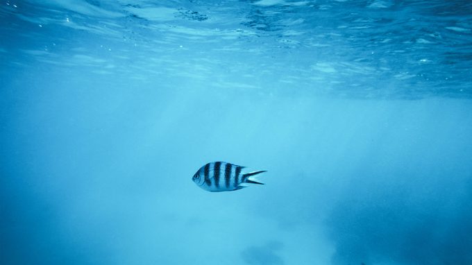 one fish swimming in a sunlit ocean.