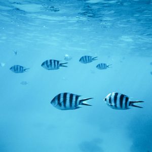 Tropical Fishes
