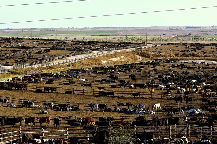 Cattle Feedlot in Ingalls Kansas