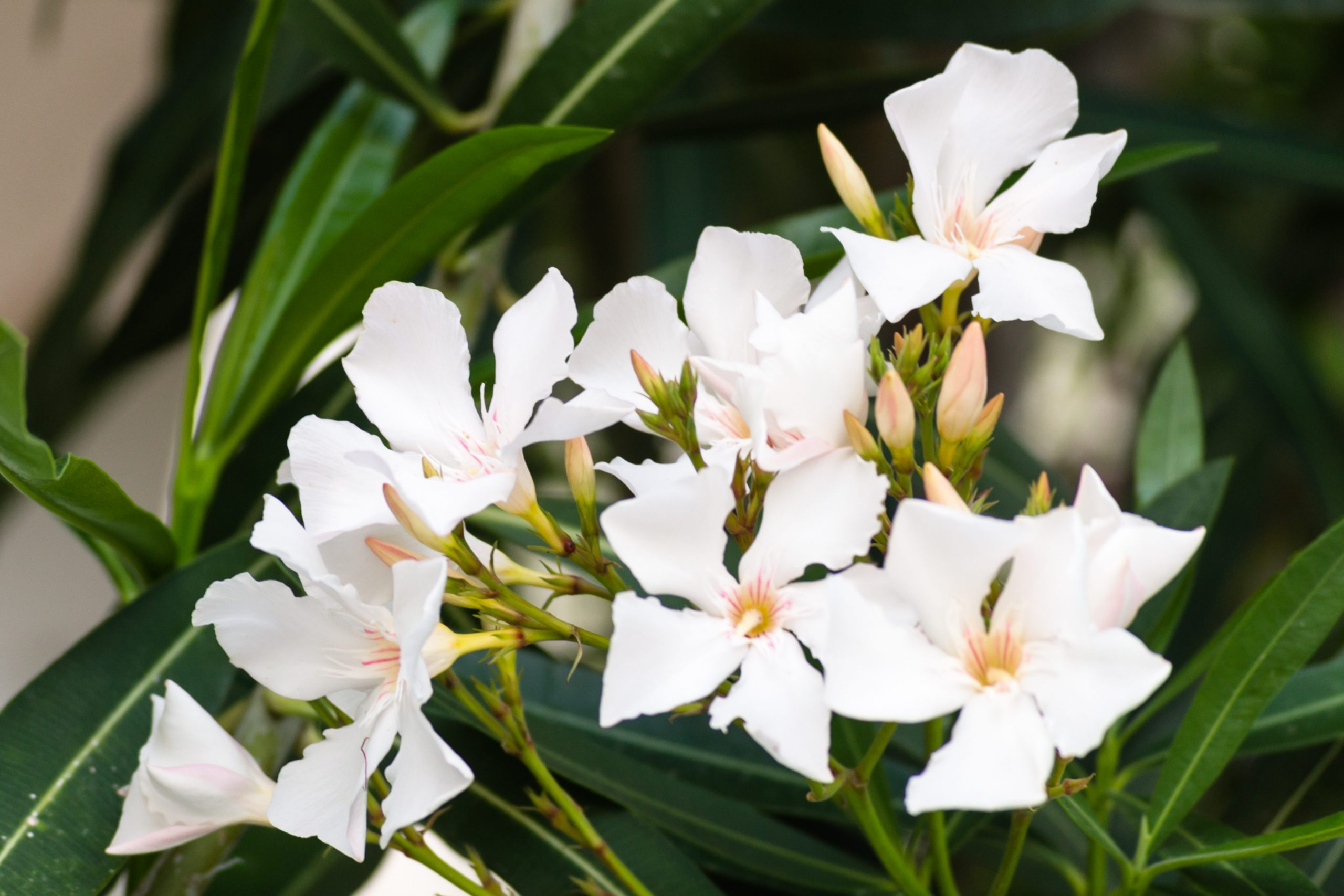 close up of white Nerium oleander flowers