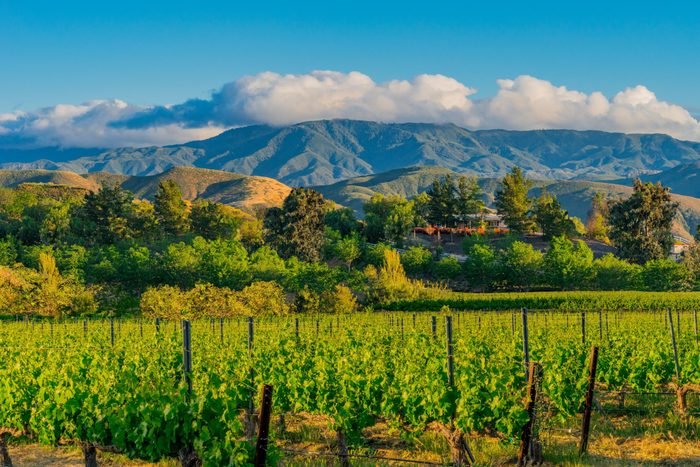 California Vineyard at Dusk with mountains (P)