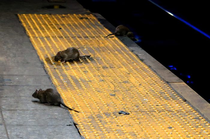 Rats on a Subway Platform in New York City