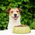 The Best Dog Food for Small Dogs