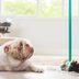 8 Cleaning Products You Shouldn't Use Around Your Dogs