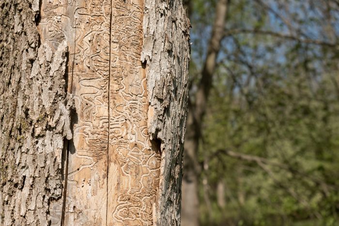 Dead Tree Trunk Showing Tracks of Emerald Ash Borer Larvae