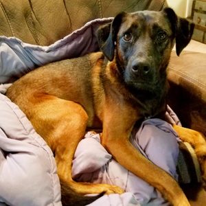 anxious dog sitting in a blanket on the couch